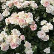 ねね バラ見てきました🌹 ナチュラルプリンセス