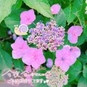 ヒメ日記 2026/06/09 12:16 投稿 みい 甲府人妻隊