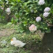 ヒメ日記 2026/07/16 15:13 投稿 あられ ハピネス水戸