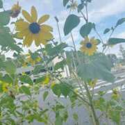 ヒメ日記 2026/07/26 20:34 投稿 あられ ハピネス水戸