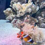 ヒメ日記 2026/06/04 12:45 投稿 こころ PLANET（プラネット）