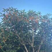 ヒメ日記 2026/10/15 17:13 投稿 あむ PLANET（プラネット）