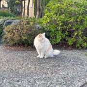 ヒメ日記 2026/06/13 12:02 投稿 りり PLANET（プラネット）