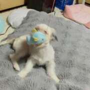 ヒメ日記 2026/09/17 09:01 投稿 りり PLANET（プラネット）