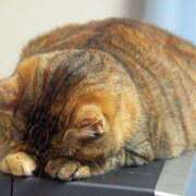 ヒメ日記 2026/04/29 09:20 投稿 きらり 木更津人妻花壇