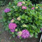 ヒメ日記 2026/06/10 09:46 投稿 涼香（すずか） 丸妻 錦糸町店