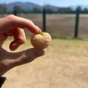 かぐら 【お礼写メ日記】 手コキ＆オナクラ 大阪はまちゃん 谷九店