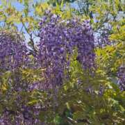 ヒメ日記 2026/05/02 09:42 投稿 有馬(ありま) 八王子人妻城