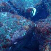 ヒメ日記 2026/05/06 06:46 投稿 波川りん ミセスレディ
