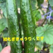 ヒメ日記 2026/06/08 09:06 投稿 城田ようこ 五十路マダム 新潟店(カサブランカグループ)