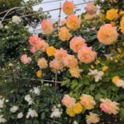 ヒメ日記 2026/05/06 06:47 投稿 めぐみ あとりえ(ATELIER)