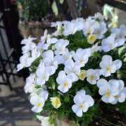 ヒメ日記 2026/05/09 08:01 投稿 めぐみ あとりえ(ATELIER)