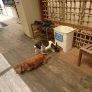 ヒメ日記 2026/08/07 09:05 投稿 めぐみ あとりえ(ATELIER)