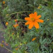 ヒメ日記 2026/09/14 06:07 投稿 めぐみ あとりえ(ATELIER)