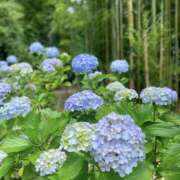 ヒメ日記 2026/07/13 12:11 投稿 みか 横浜ミセスアロマ（ユメオト）