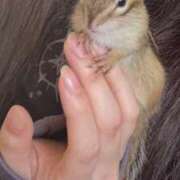 せな 日曜日🐿 とある風俗店♡やりすぎさーくる新宿大久保店♡で色んな無料オプションしてみました