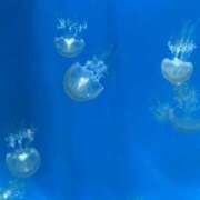 ヒメ日記 2026/07/05 16:07 投稿 はな みつばちマーヤZ