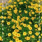 ヒメ日記 2026/05/19 10:17 投稿 なおこ 熟女家 京橋店