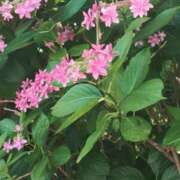 滝沢りょうか 紫陽花みつけました😁 熟女パラダイス鶯谷店(カサブランカグループ)