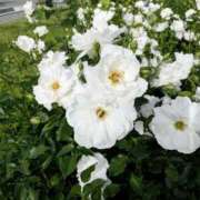 ヒメ日記 2026/06/19 08:18 投稿 一ノ瀬　さな 雫(しずく)