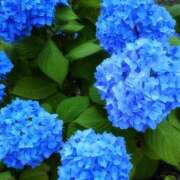 ヒメ日記 2026/07/24 08:12 投稿 一ノ瀬　さな 雫(しずく)