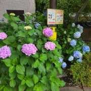 ヒメ日記 2026/06/04 13:38 投稿 井上あきの 月の真珠-新宿-