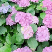 ヒメ日記 2026/06/03 15:05 投稿 ゆきな 奥様 仙台人妻セレブリティー