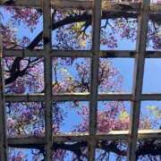 ヒメ日記 2026/05/05 12:31 投稿 ほのか 丸妻 新横浜店