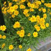 ヒメ日記 2026/05/18 11:31 投稿 ほのか 丸妻 新横浜店