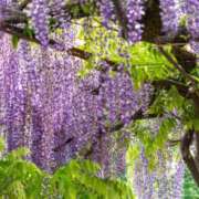 ヒメ日記 2026/05/19 09:36 投稿 ましろ 兵庫姫路・加古川ちゃんこ