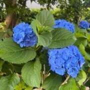 ヒメ日記 2026/05/25 17:25 投稿 宮月あやの(みやつきあやの) Montrachet(モンラッシェ)