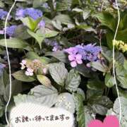 ヒメ日記 2026/06/09 08:26 投稿 芹沢 華恋人(カレント)