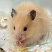 ヒメ日記 2026/07/07 00:23 投稿 れい キミの乳首が好き！！大阪店