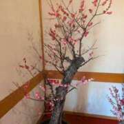 すい 今日 ギン妻パラダイス 堺東店