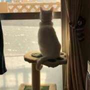 あんず ねこねこねこなのー 新橋・汐留人妻ヒットパレード（シンデレラグループ）