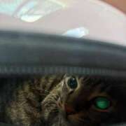 かなた 帰宅意思の弱い猫 カワサキ EROTIC