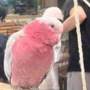 ヒメ日記 2026/06/15 09:00 投稿 りおん リアル 日本橋店