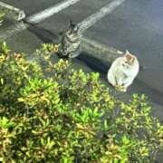 ヒメ日記 2026/06/18 00:46 投稿 みかな ふわふわコレクション川越店