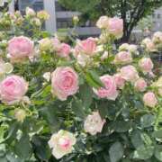 ヒメ日記 2026/06/30 08:09 投稿 石川　みゆ OLピンクコレクション