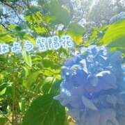ヒメ日記 2026/07/11 06:31 投稿 菊名はつね ABC 岩手ソープ
