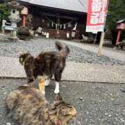 りょうこ 趣味の神社巡り 水戸人妻花壇