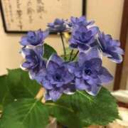 ヒメ日記 2026/06/23 18:51 投稿 富永 真紀 こあくまな熟女たち 静岡店（KOAKUMAグループ）