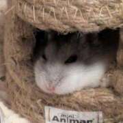 ヒメ日記 2026/05/15 15:34 投稿 かりん 西川口ぷよステーション