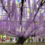 ヒメ日記 2026/05/13 12:14 投稿 ありさ セレブクエスト-omiya-