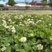 ヒメ日記 2026/05/15 13:00 投稿 こうめ 角海老石亭