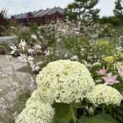 ヒメ日記 2026/06/12 18:00 投稿 こうめ 角海老石亭