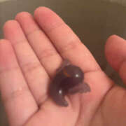 ヒメ日記 2026/05/09 21:57 投稿 もえか Kitty(キティー)