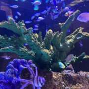 ヒメ日記 2026/05/09 16:50 投稿 りょか 黒い金魚（札幌）