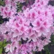 ヒメ日記 2026/05/12 13:55 投稿 ナナミ Club 帝
