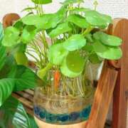 カリン ナ○シカの部屋は永遠の憧れ...✨ Club 帝